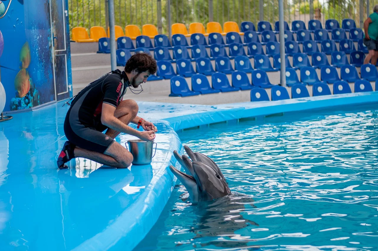 Dubai Dolphinarium - Captivating Dolphin Performances in Dubai